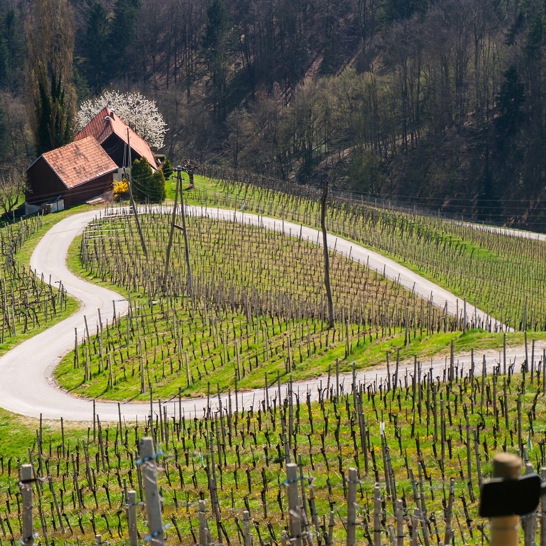 heart-shaped field for valentine's day in italy