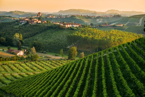 Walking & Hiking in the Barolo Wine Region