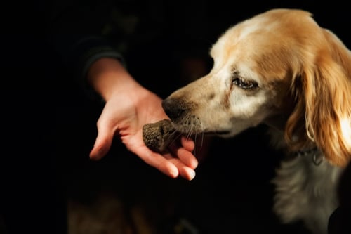 Walking & Hiking in the Barolo Wine Region